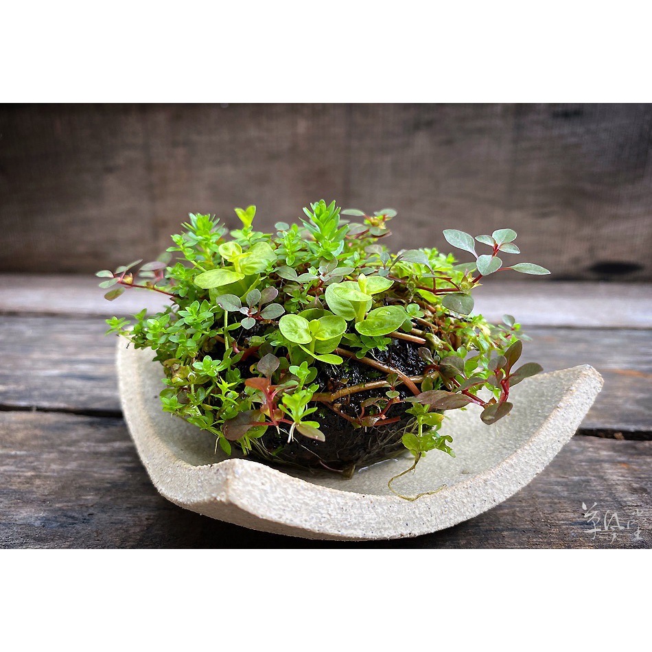 草風堂 - 侘び草 5/11更新-ㄧ顆一拍 苔玉、苔球、坨草、佗草、陀草、waibkusa、侘び草 | 蝦皮購物