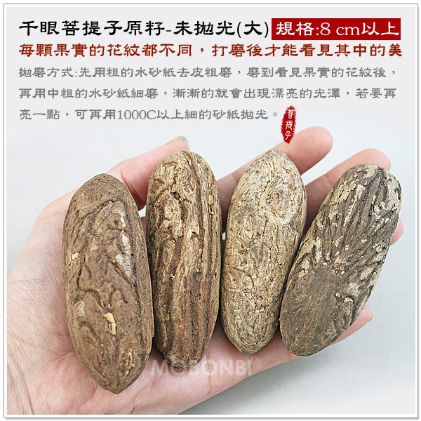 摩邦比】千眼菩提子原籽(大8cm以上) 菩提樹果實觀音眼千手觀音 摩邦比】千眼菩提子原籽(大8cm以上) 菩提樹果實觀音眼千手觀音