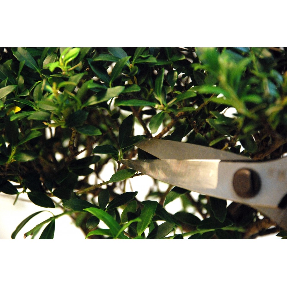 五代金光 植木鋏 津島型 - メルカリ