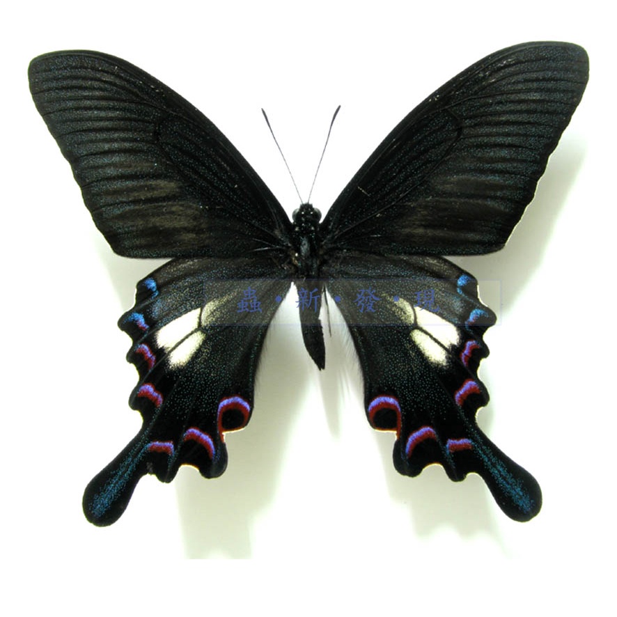 蟲新發現╭○-○╮蝴蝶標本A1~ 西番翠鳳蝶無斑型未展乾貨| 蝦皮購物