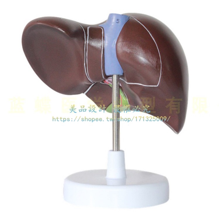 高度仿真肝臟模型肝解剖模型肝膽胰脾十二指腸浮雕病變肝膽胰模型【美品LDYX】 | 蝦皮購物