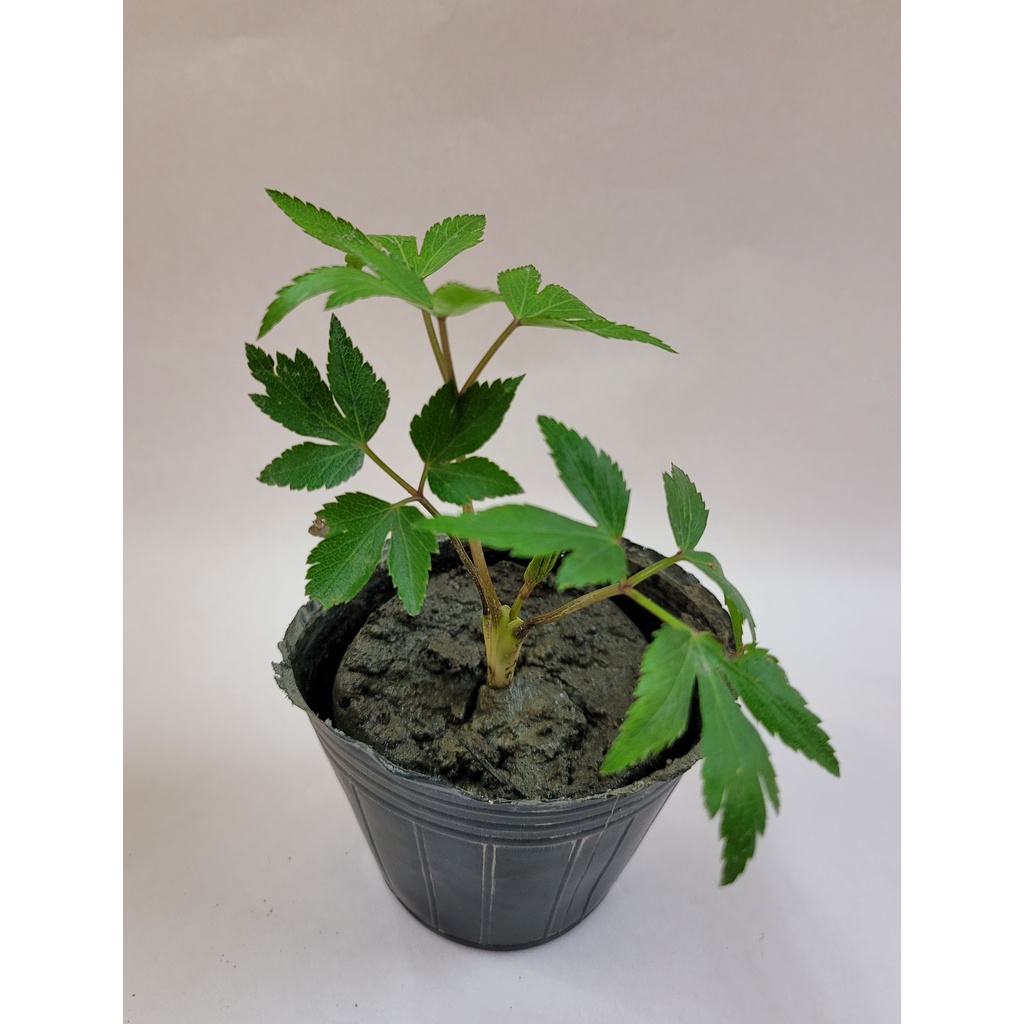 當歸苗-日本大和當歸-中藥/藥用/香草類植物整株可入菜-富美/藥用/植物/農場-(藥食同源) | 蝦皮購物