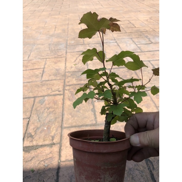 楓香黄楓🍁｜3.5吋盆～小品精品盆栽| 蝦皮購物