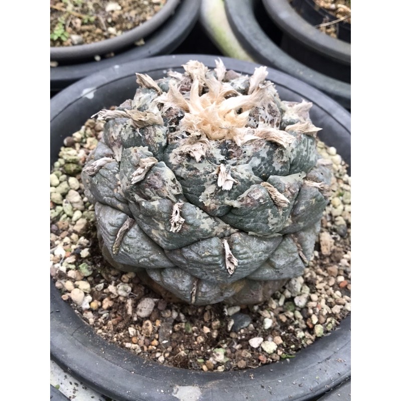 實生大疣連山牡丹（仙人掌、多肉植物） | 蝦皮購物