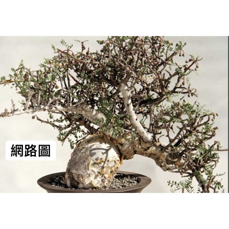 巧琦屋｜小葉橄欖Bursera microphylla 4寸盆實生乳香沒藥裂欖| 蝦皮購物