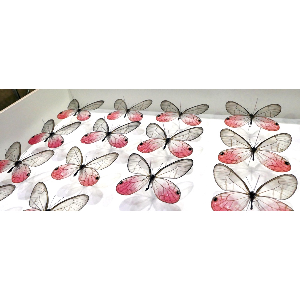 展翅板 １４本 蝶標本用品-