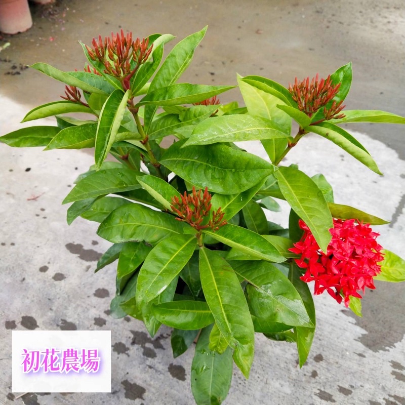 初花農場|大王仙丹、鑽石仙丹、熊貓黃仙丹、矮粉仙丹、矮白仙丹、煙火仙丹、洋紅仙丹|6吋盆（超取限一盆） | 蝦皮購物