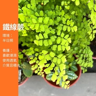 5吋&水苔球 鐵線蕨 蕨類 苔球 佈置 辦公桌植物 ig 網紅 觀葉植物 網紅植物 室內植物 空氣淨化 陽台植物