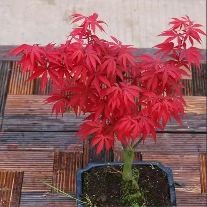 台灣現貨現發 楓樹 紅楓樹 千島紅楓種子 日本紅楓樹 舞姬紅楓 庭院 別墅 道路 植物綠化楓樹發芽率99% | 蝦皮購物