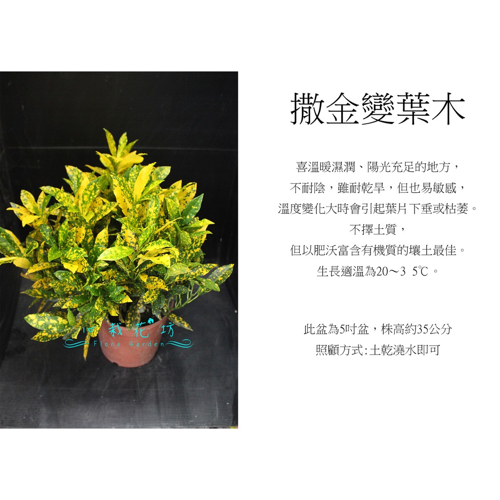 心栽花坊-撒金變葉木/6吋/綠籬植物/綠化植物/特價150 | 蝦皮購物