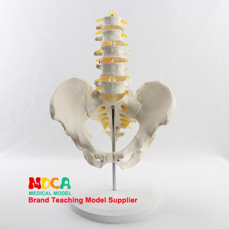 醫學人體腰椎骨盆帶五節腰椎模型脊柱脊椎骨盆骨科醫學教學用具MGP006 