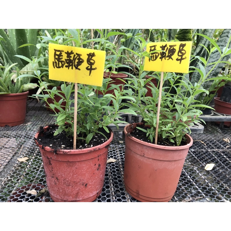 檸檬馬鞭草5寸盆 6年級生 回憶 的味道，檸檬馬鞭草5寸盆 | 蝦皮購物