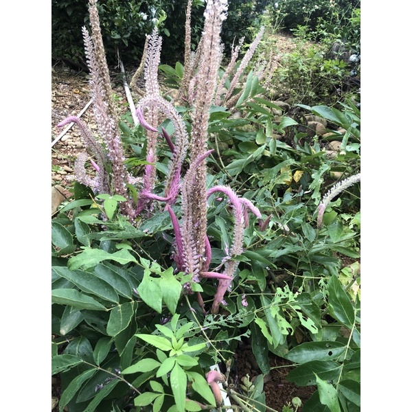 狗尾草/通天草3吋（約5-10公分）6棵 | 蝦皮購物
