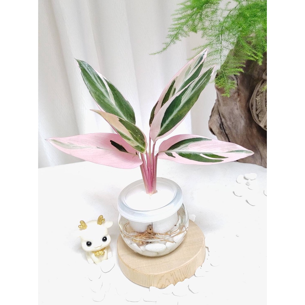 《Kamata🌈》☘️彩虹竹竽☘️水耕植物 盆栽 觀葉植物 懶人盆栽 土培 室內植物~另售「裸株」 | 蝦皮購物