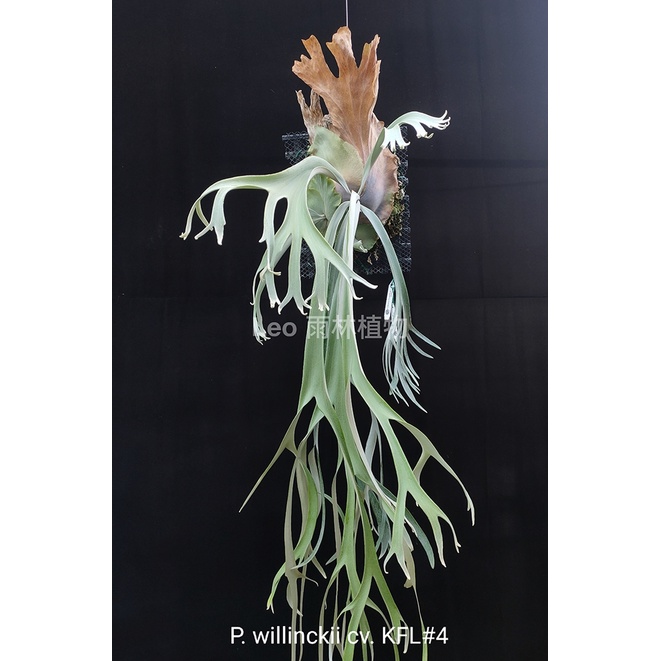 P.willinckii Leonids OC 株分品 【公式通販】