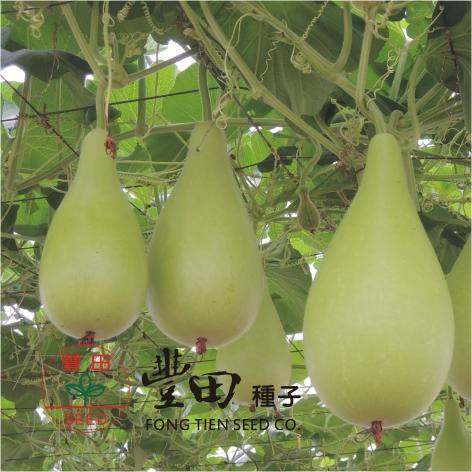【萌田種子~】K66 福寶梨仔匏種子4粒 抗病性強 產量高~ | 蝦皮購物