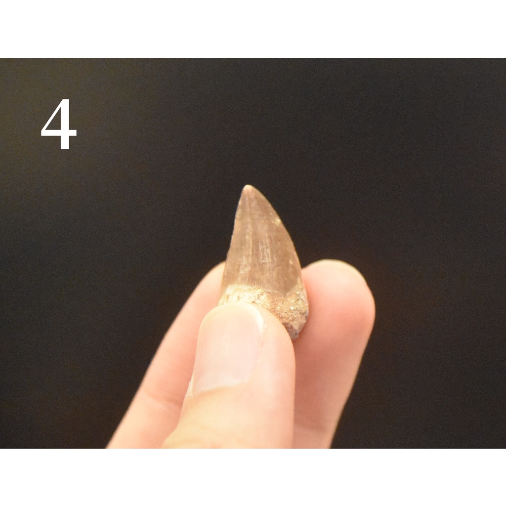 【滄龍】真品 Mosasaur 滄龍牙4 牙齒化石 白堊紀 爬蟲類 自然科學 恐龍 | 蝦皮購物