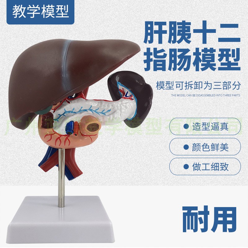 ♥ 肝胰十二指腸模型 肝、脾、血管和胰腺結構模型 肝臟 脾 胰腺模型 | 蝦皮購物
