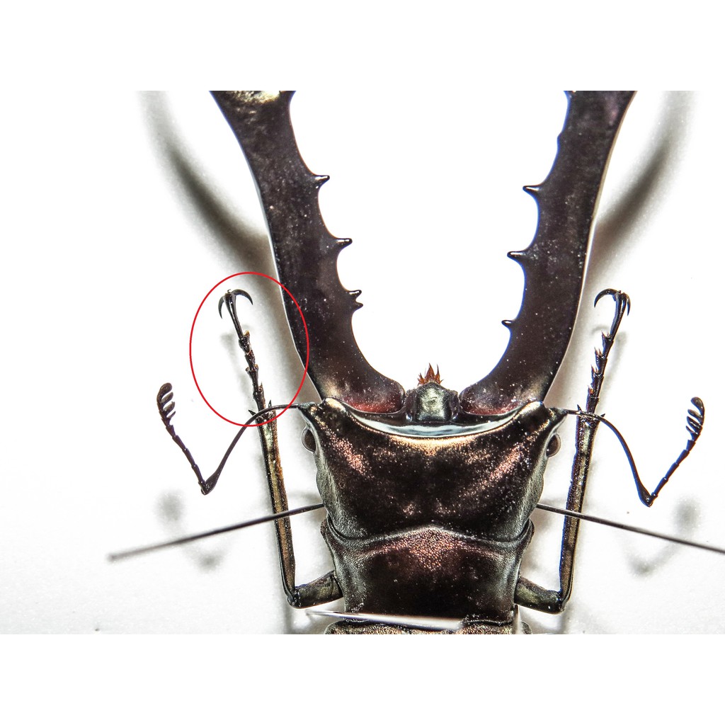 Cyclommatus metallifer finae 美他#Cmf #乾貨#標本#鍬形蟲 Cyclommatus metallifer finae 美他#Cmf #乾貨#標本#鍬形蟲