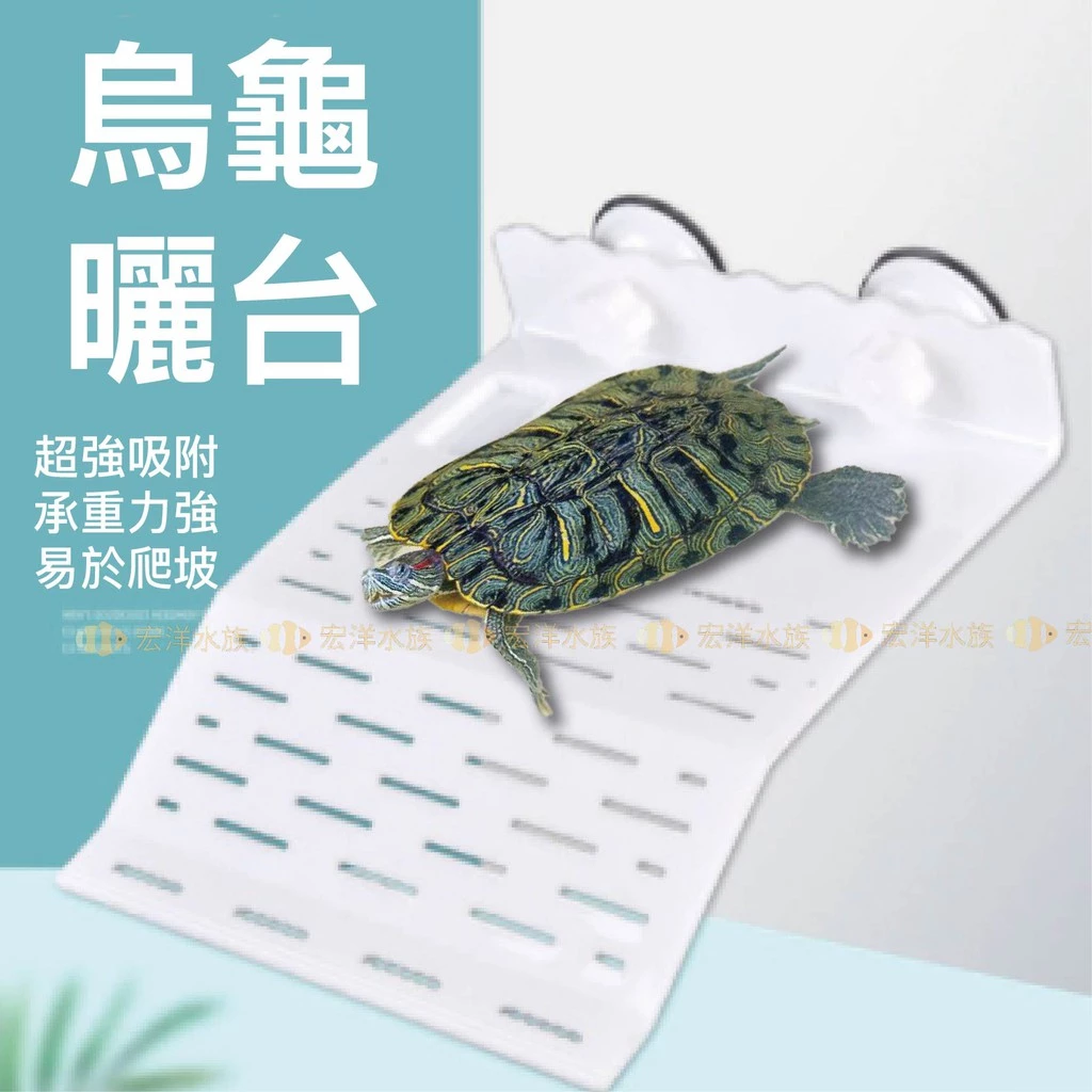 宏洋水族烏龜浮島曬台，階梯式爬台搭配旋轉式真空吸盤，粉雪變異巴西龜的陸地區使用