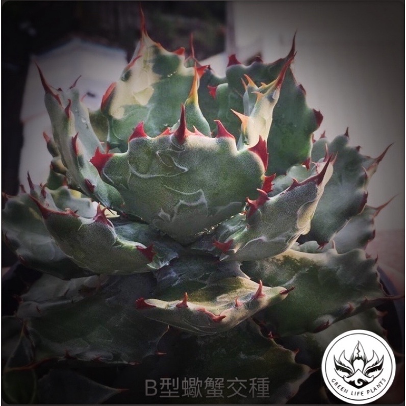 Agave - B型蠍蟹販售側芽| 蝦皮購物