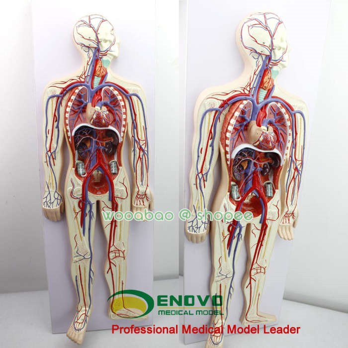ENOVO-029) 人體血液循環系統模型體肺循環心血管介入心臟解剖模型