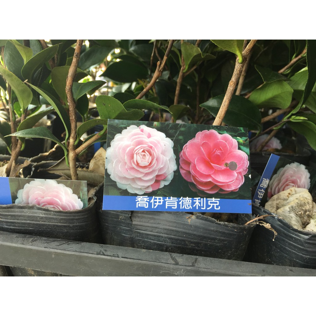 一禪種苗園-花朵鮮豔又茂密<喬伊肯德利克>茶花苗-3吋盆/ANNY | 蝦皮購物