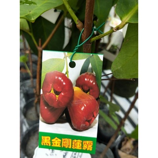 希少！超特大！レンブ取木苗木 蓮霧 台湾黑金剛