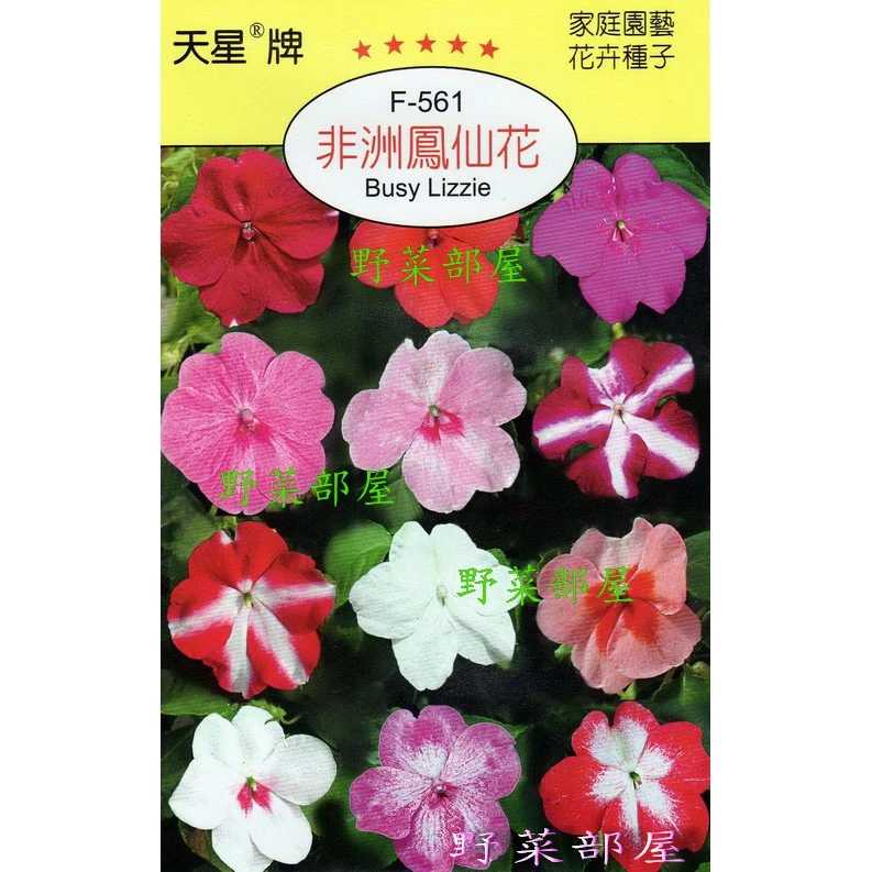 萌田種子天星牌非洲鳳仙花種子