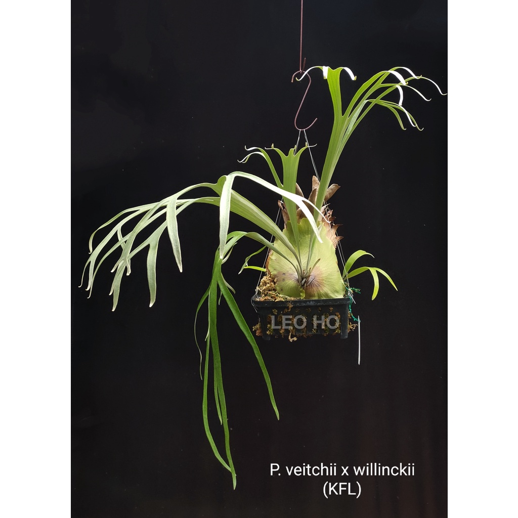 P. veitchii x willinckii 鹿角蕨| 蝦皮購物