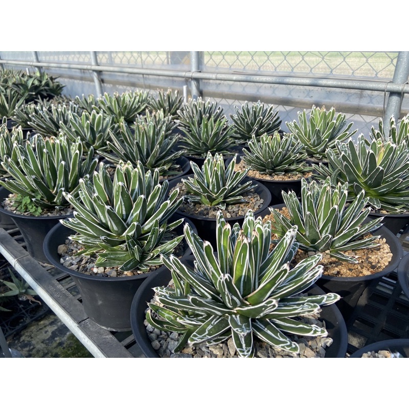 A37SSS特選 アガベAgave 牡丹葉白鯨 極上強棘陽炎狂刺 大甲蓋