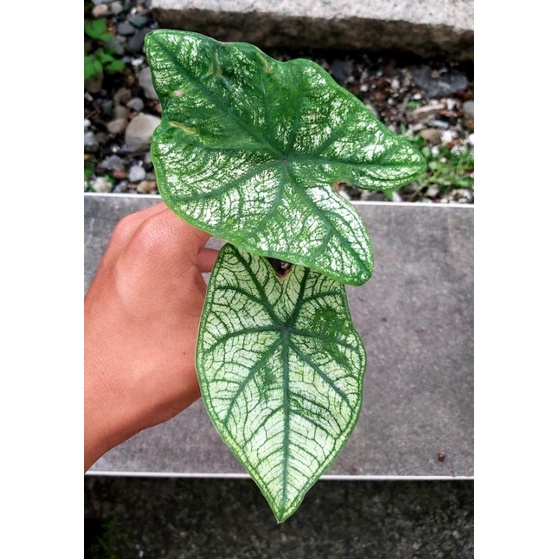 高級純白彩葉芋 Caladium Candidum 'Senior' 誘惑 觀葉植物 室內植物 彩葉芋 雨林 好種 穩根 | 蝦皮購物