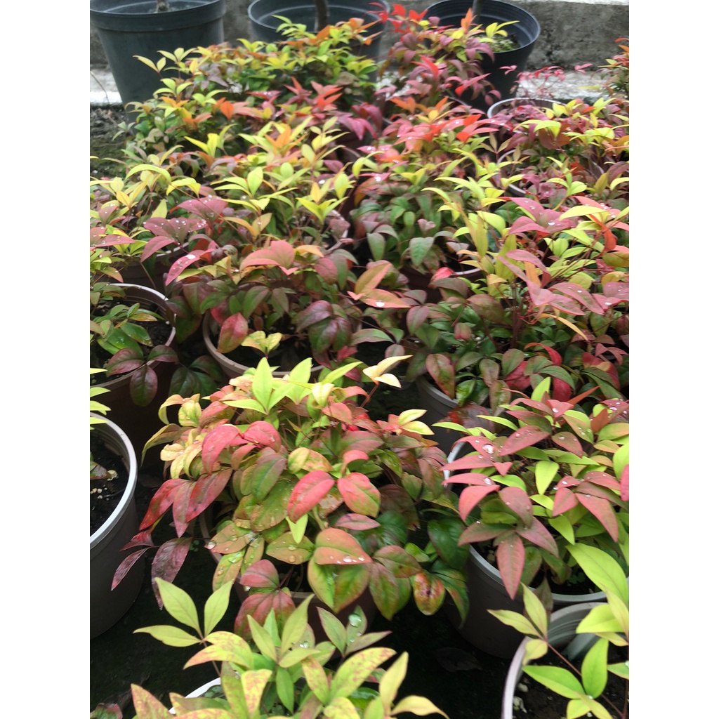 花花世界_灌木植物-*日本火焰南天竹*-/5吋盆/高10公分/K | 蝦皮購物