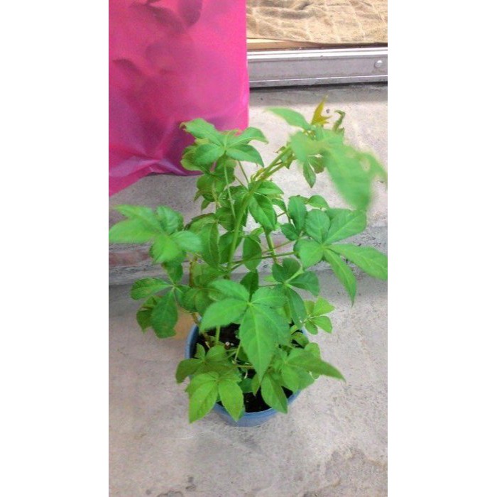花田厝_香草植物--刺五加--保健植物/ 5吋盆 | 蝦皮購物