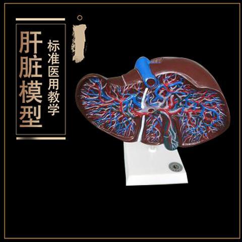 ♥ 肝臟解剖模型 肝模型 醫用 教學模型 肝臟模型 肝模型 解剖模型 | 蝦皮購物