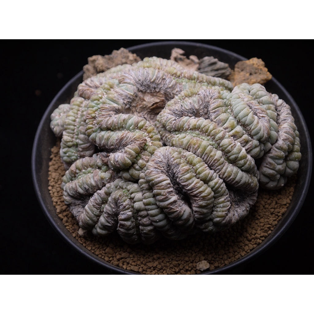 ～植　陽光房~　烏羽玉屬　銀冠玉綴化　Lophophora fricii　cristata 原養定