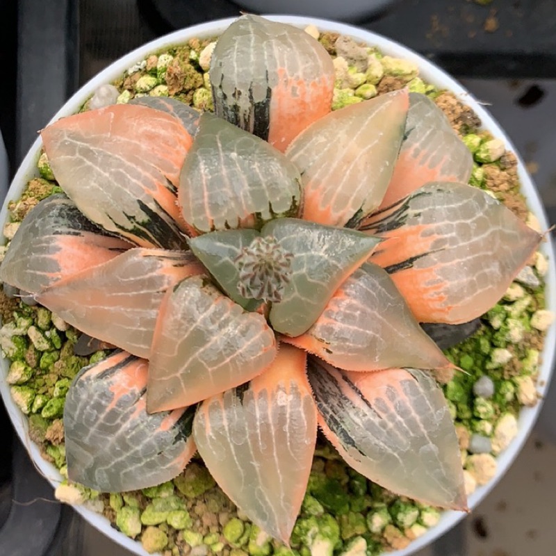 Haworthia ハオルチア属百合科十二卷玉露|九尾狐/夢露巨大 Haworthia ハオルチア属百合科十二卷玉露|九尾狐/夢露巨大
