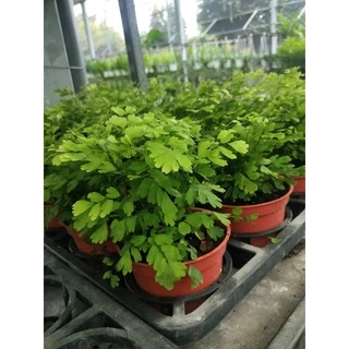 ♥花園植物工坊♥觀葉植物♥鐵線蕨♥3吋♥