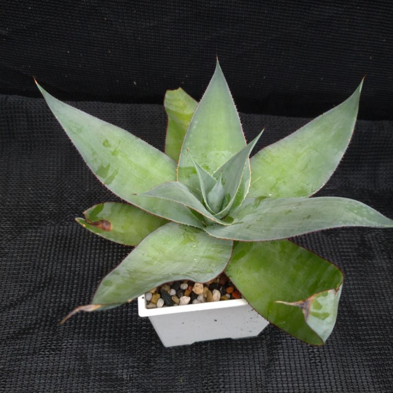 Agave gypsicola |