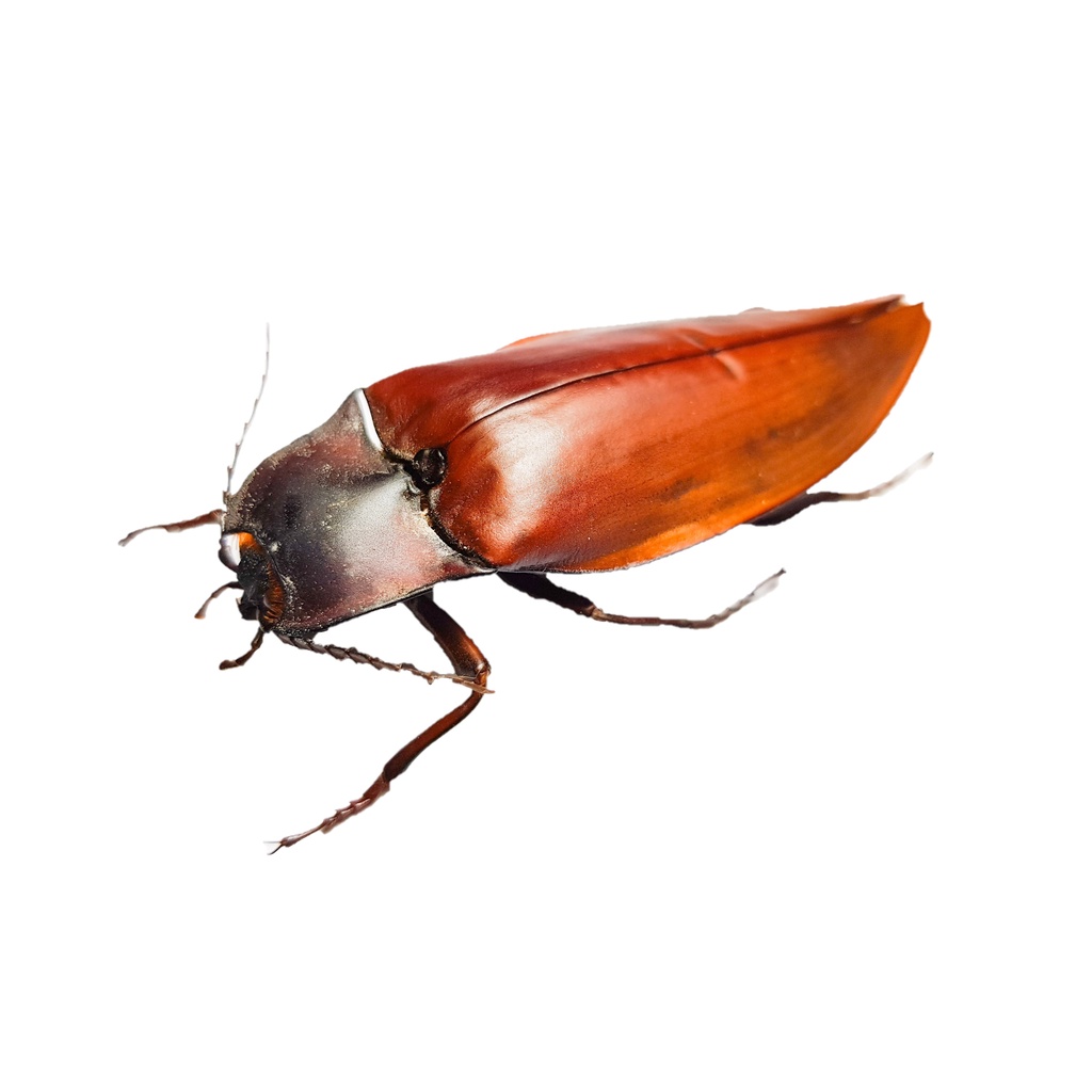 黃金蟲蘭網路商店】巨大叩頭蟲63~69mm 標本(世界最大隻的叩頭蟲 