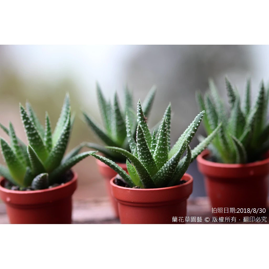 1吋迷你盆/十二之卷系列金城/多肉植物/蘭花草園藝