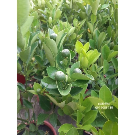 四季金桔 5吋盆