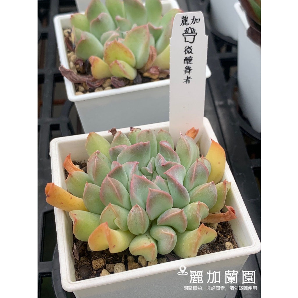 麗加-多肉植物-微醺舞者（反葉系）-少量品