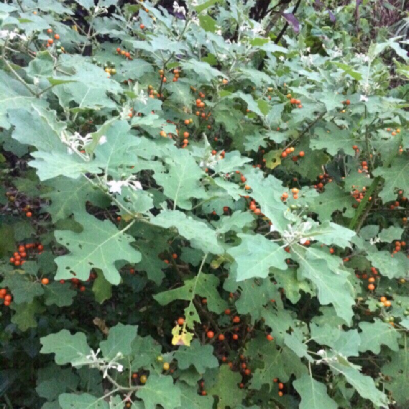 刺茄 小號白花 種子 1顆1元 | 蝦皮購物