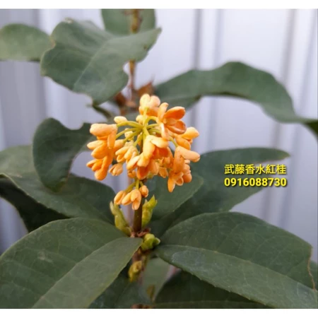 各式桂花盆栽 武藤香水紅桂(6吋)