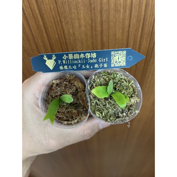 玉女鹿角蕨P.willinckii'Jade Girl' Sporeling 侏儒爪哇玉女孢子苗鹿角蕨珍稀植物蕨類