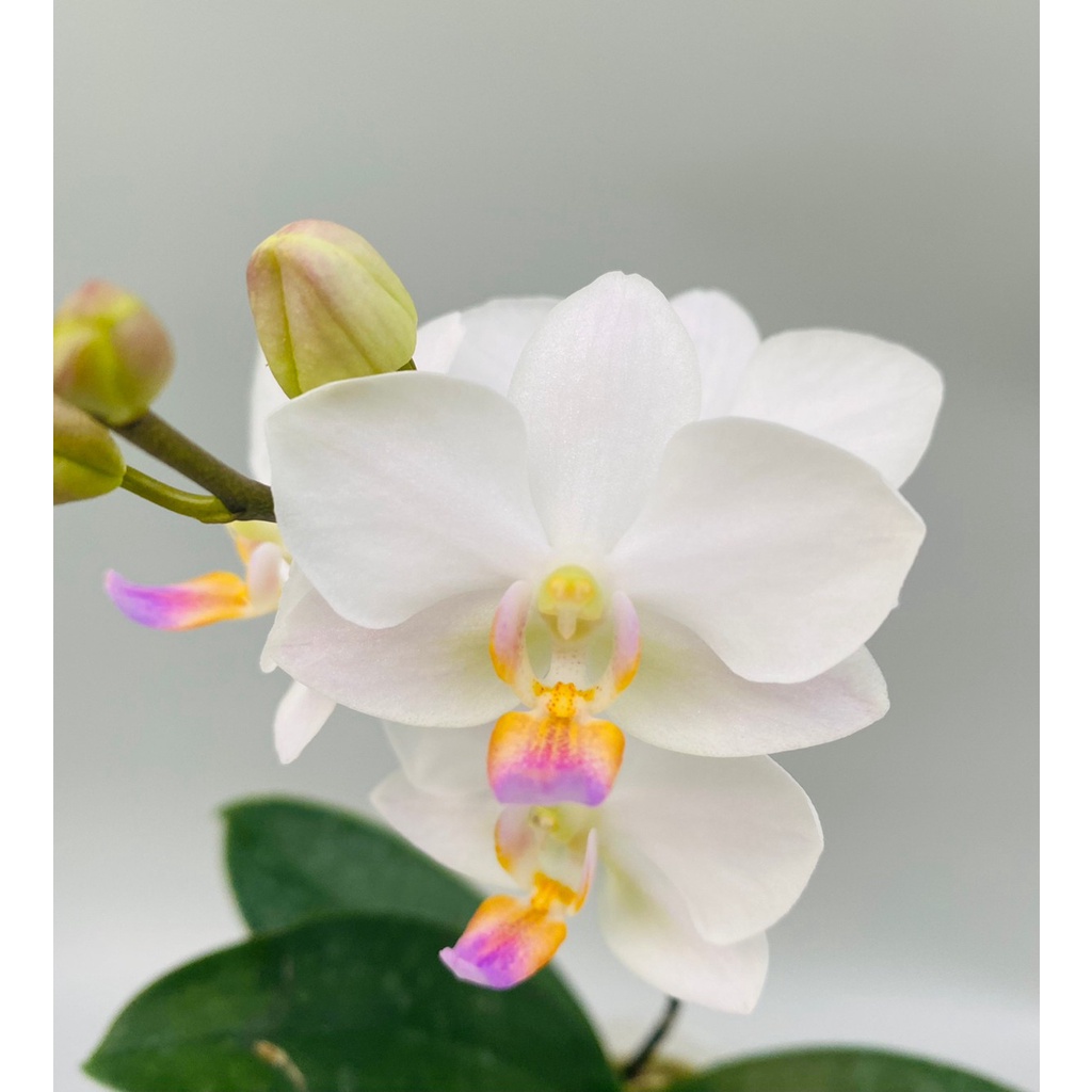 Phal. Hatuyuki 殘雪 (2.5吋) 花梗株，優質品種，市面上難找 | 蝦皮購物