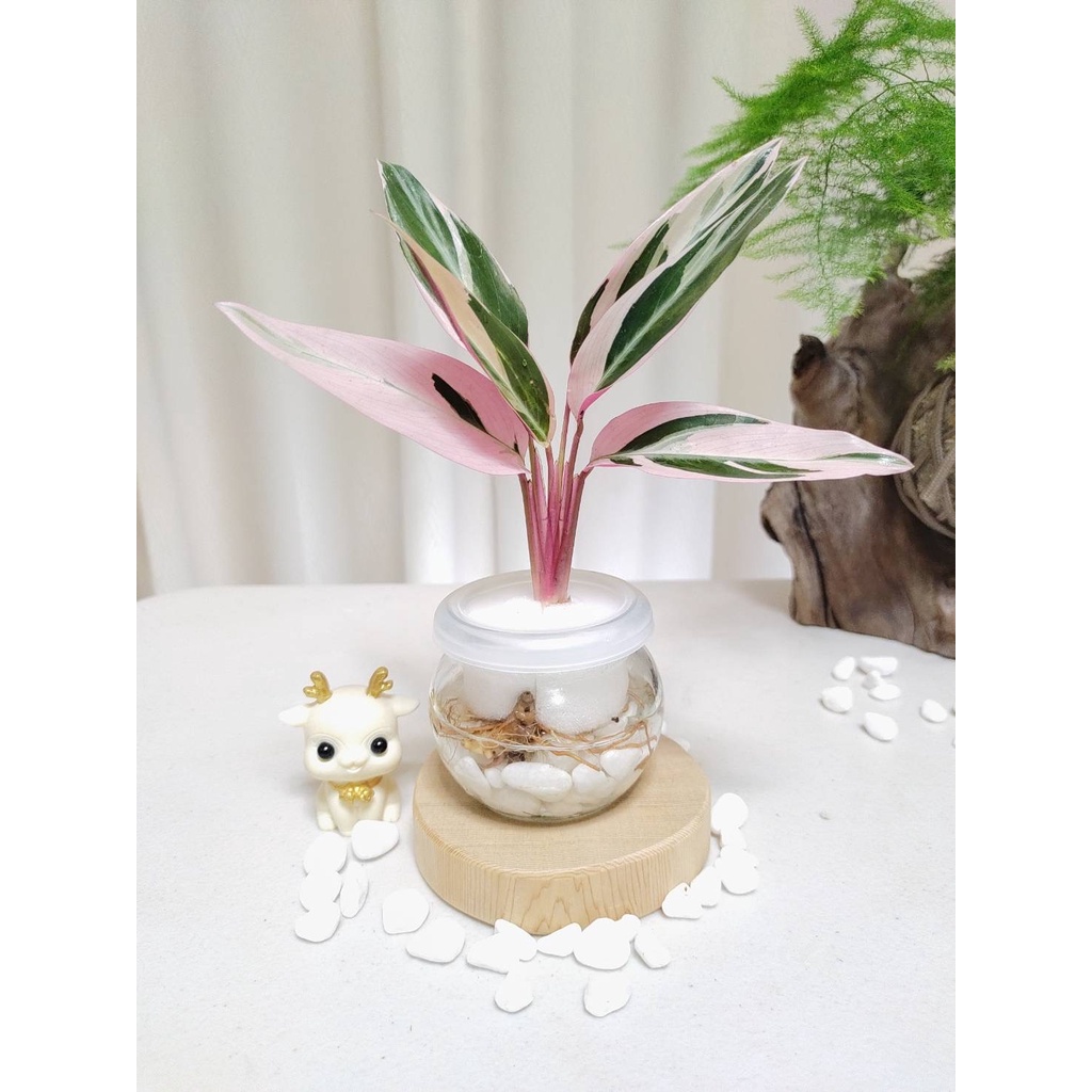 《Kamata🌈》☘️彩虹竹竽☘️水耕植物 盆栽 觀葉植物 懶人盆栽 土培 室內植物~另售「裸株」 | 蝦皮購物