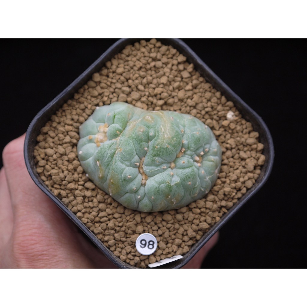 植陽光房～烏羽玉屬銀冠玉綴化Lophophora fricii cristata 日系| 蝦皮購物