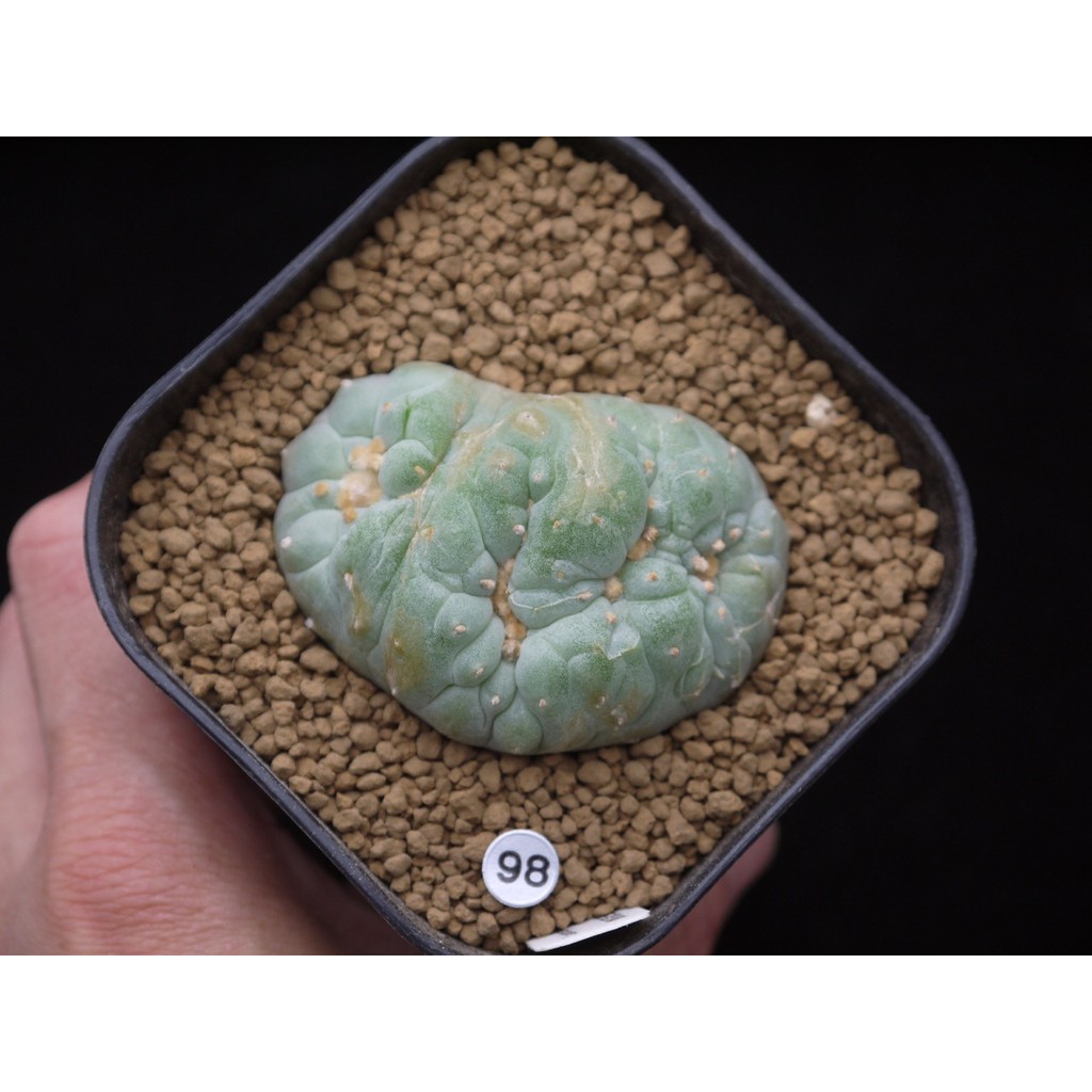 ～植　陽光房～烏羽玉屬　銀冠玉綴化　Lophophora fricii cristata　日系